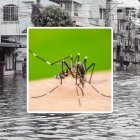 Provincias de la costa han sido las más afectadas por el mosquito.