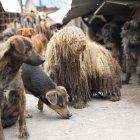 El espacio ya representaba un peligro para la salud pública.