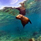 Disney estrenará 'Leones Marinos de las Galápagos'.