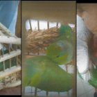 Estas son las especies que portaba el hombre.