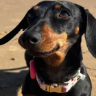 Valeria, la perrita que sobrevivió 16 meses en una isla