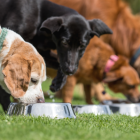 Conoce el horario ideal para alimentar a tu perro.