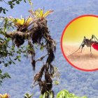 El mosquito Aedes aegypti fue hallado en el Chocó Andino.