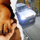 Atropello de un perro en Guayaquil causa indignación y activa respuesta municipal.