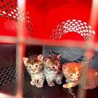 Los gatitos estaban asustados.