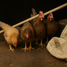 Imagen referencial. Las gallinas recuperadas tras el robo se encontraban en buen estado.