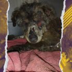 La perrita tiene 12 años y su condición es crítica.