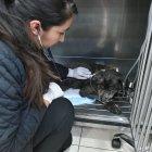 Personal veterinario revisa el estado de la perrita durante todo el día.