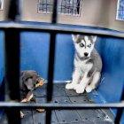 Los cachorros rescatados mostraban temor y estaban nerviosos.