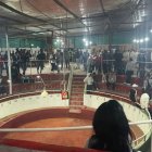 Un equipo interinstitucional clausuró la gallera 'El Piojo', donde se realizaban peleas ilegales de gallos