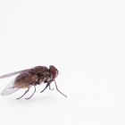 Dentro del ecosistema neotropical, ciertos registros de moscas son escasos.