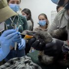 Existen aproximadamente 150 ejemplares de cóndores en todo el país