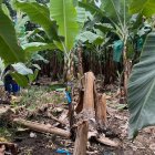 En una bananera de la parroquia El Cambio se cometió un crimen.