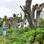 Fueron nueve árboles los que fueron cortados por la administración de la ciudadela.