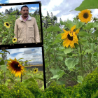 El Jardín de Girasoles más grande de abrió sus puertas en Salcedo.