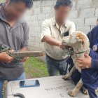 En perrito estaba con una soga en su cuello y no podía moverle libremente.