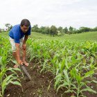 Familias rurales reciben apoyo económico para fortalecer sus actividades agropecuarias.