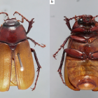 El holotipo (único ejemplar conocido) se encuentra depositado en la colección entomológica del INABIO, en Quito.