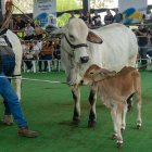 La ExpoCebú de Chone es considerado el evento ganadero más importante del país