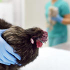 Se reporta la primera persona en morir por la gripe aviar.