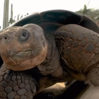 La tortuga de Galápagos Gramma
