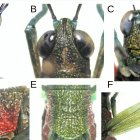 Este es el especimen macho de la especie denominada Pseudoutanacris grilla.