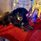 El perrito Oso fue maltratado en Quito.