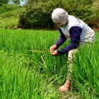 Arroceros de Ecuador están atentos a la situación del sector tras los aranceles impuestos por Colombia.