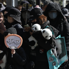 Personas se reúnen para despedir a un camión que transportaba a los pandas gigantes gemelos Xiao Xiao y Lei Lei en Tokio, Japón, que se queda sin pandas gigantes por primera vez en 50 años.