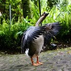 Ganso. Un ganso en el sector del Jardín Botánico, en La Carolina. El ave, de porte sereno y plumaje bien definido, se desplazaba con naturalidad por las áreas verdes y zonas cercanas a los senderos, acostumbrada a la constante presencia de visitantes.