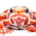 Fotografía cedida por Puce-Bioweb que muestra a la rana Epipedobates anthonyi.