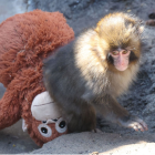 Punch, de solo siete meses, se ha convertido en el protagonista de Ichikawa