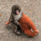 Punch abraza con fuerza su peluche, el compañero que lo ayudó a superar el rechazo materno y que ahora deberá dejar atrás para integrarse a su manada