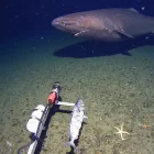 El tiburón Somniosus microcephalus es capaz de vivir 400 años