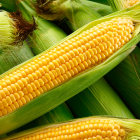 Agricultores ecuatorianos expresan preocupación por la posible llegada de maíz estadounidense subsidiado a menor precio al mercado local.