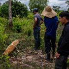 Según Gustavo Petro, estas bombas son del Ejército ecuatoriano y cayeron en su país.