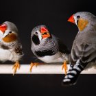 Estos hallazgos indican que las preferencias por algunos sonidos animales son más universales de lo que se creía