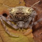 La araña Taczanowskia waska ha estado presente en la región por más de un siglo.