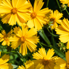 Regala flores amarillas este 21 de marzo: símbolo de alegría, renovación y buenos deseos que se viraliza en redes sociales.