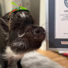 Merlin, el cerdo que 'habla' con botones, alcanza récord Guinness y conquista Instagram con más de 1.1 millones de seguidores.