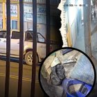 Los policías también habrían realizado allanamientos en un negocio de sánduches.