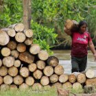 Una mujer chachi carga madera en la ribera del río Cayapas, reflejo del esfuerzo cotidiano y la lucha por la subsistencia en medio de la crisis humanitaria.