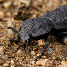 Los escarabajos de esta familia son comúnmente conocidos como “escarabajos de la madera”