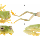 Un equipo de investigadores ha descubierto una nueva especie de 'rana de cristal' en la reserva de El Quimi, un santuario natural considerado como un auténtico 'mundo perdido' para los anfibios.