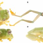 Un equipo de investigadores ha descubierto una nueva especie de 'rana de cristal' en la reserva de El Quimi, un santuario natural considerado como un auténtico 'mundo perdido' para los anfibio.