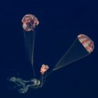 Los astronautas de Artemis 2 regresaron a salvo a la Tierra tras 10 días en una misión a la Luna.