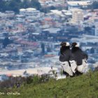 La imagen es de una pareja de cóndores con el fondo de la ciudad de Quito.