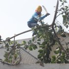 Personal de limpieza y bomberos retira los restos del árbol tras el incidente registrado la noche del lunes en Sauces 3.