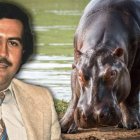 La población de hipopótamos, introducidos por Pablo Escobar, se salió de control y ya genera impactos ambientales.