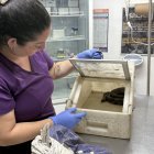 En los reptiles, el exceso de calor puede alterar el sexo de las crías o provocar la pérdida de huevos.